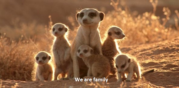 clan de suricate